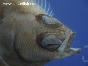Foto Galerie/Pleuronectiformes/Limanda limanda/Limanda limanda_06_S.jpg